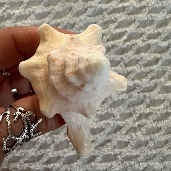 Sea Shells From Bahamas Small Unharvested Conch - Picture 3 of 12